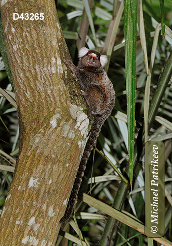 Common Marmoset (Callithrix jacchus)